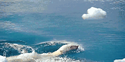 到北极去 北极 北极熊 探头 海水 游泳 纪录片