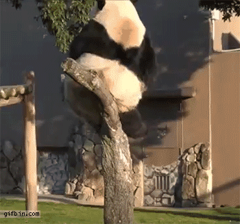 熊猫 可爱 调皮 失败