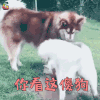 萌宠 狗 汪星人 二哈 哈士奇 傻狗 伤心 soogif soogif出品
