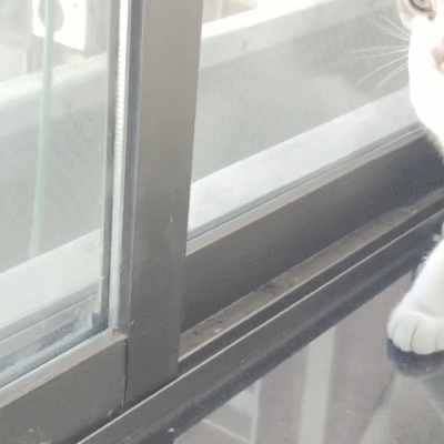 猫咪 看风景 窗户 可爱