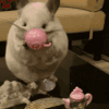 动物 呆萌 搞笑 夸张