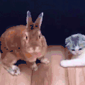 兔子 猫咪 萌宠 可爱