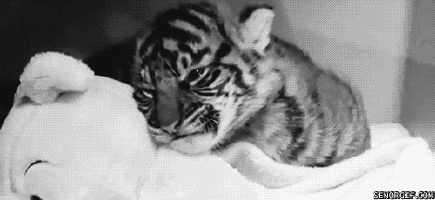老虎 可爱 困 睡觉