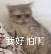 萌宠 猫星人 我好怕啊 害怕 呆萌 可爱