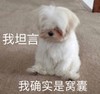 萌宠 汪星人 我坦言 我确实窝囊 失落 呆萌 委屈