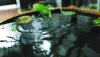 水面 雨滴 绿色 植物