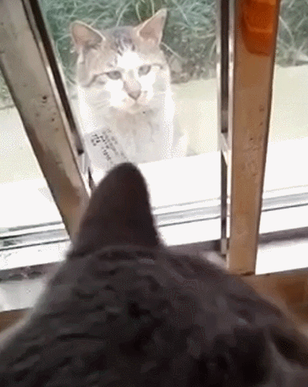 猫咪 盯着看 流浪猫 窗外