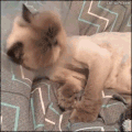 猫咪 舔不到 搞笑 可爱