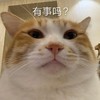 萌宠 猫星人 有事吗 好奇 呆萌 可爱