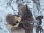 熊 bear 广告 吉他
