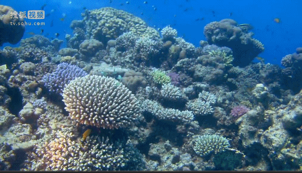 深海奇探 鱼群 礁 湛蓝