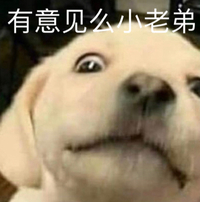 萌宠 汪星人 有意见么小老弟 凝视 呆萌 可爱