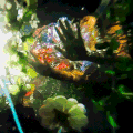 花朵 手掌 水面 唯美
