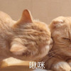 萌宠 喵星人 啾咪 亲亲 呆萌 可爱