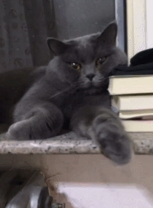 猫咪 书籍 趴着 大理石