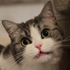 猫咪 萌宠 无语 发呆