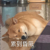 萌宠 汪星人 累到晕厥 我困了 搞怪 逗
