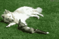 狼 母子 草地 躺着