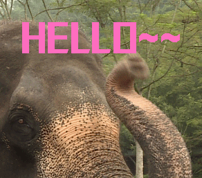 爱你哦  爱你 大象 鼻子 高兴