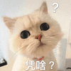 猫 凭啥 蒙圈 可爱 呆萌