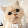 猫 凭啥 蒙圈