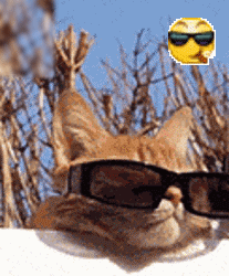 猫咪 戴眼镜 搞笑 萌宠