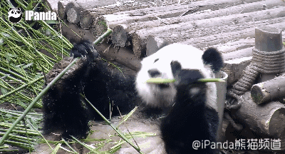 大熊猫 国宝 吃竹子