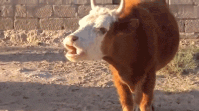 奶牛 牛 吃东西 晒太阳