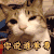 猫 眨眼 你说谁单身