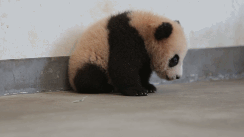 萌宠 可爱 搞笑 大熊猫