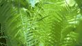 初春 植物 纪录片 美丽的贝加尔湖 风景 嫩绿