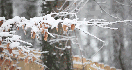下雪 雪景 树挂 冬天