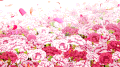 唯美意境 风景 花朵 草地