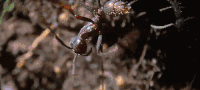 大迁徙 昆虫 纪录片 蚂蚁