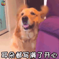萌宠 狗狗 狗 开心 耳朵都 写满了开心 soogif soogif出品