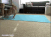 柴犬 魔性 蠢萌 Shiba Inu