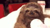 树懒 sloth