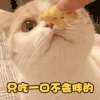 萌宠 猫星人 只吃一口不会胖的 我还能吃 搞怪 逗