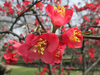 小花 红色 树枝 开花