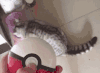 猫咪 主人 惊吓 搞笑
