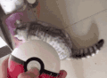 猫咪 主人 惊吓 搞笑