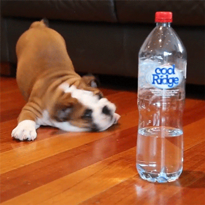 狗狗 撒欢 水瓶子 可爱