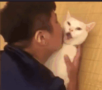 猫咪 张大嘴 亲吻 手指