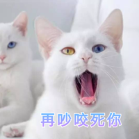 猫咪 喵星人 再吵咬死你 张大嘴巴