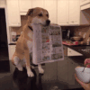 汪星人 成精 报纸 神犬