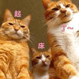 叫起床gif谋害亲夫gif搞笑gif整人gif