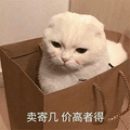 猫咪 卖萌 可爱 卖寄几 soogif soogif出品