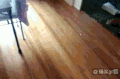 猫咪 保龄球 可爱 萌萌哒