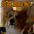 狗 柯基 你在质疑我 soogif soogif出品