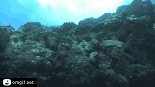 珊瑚 海洋 潜水 地心引力